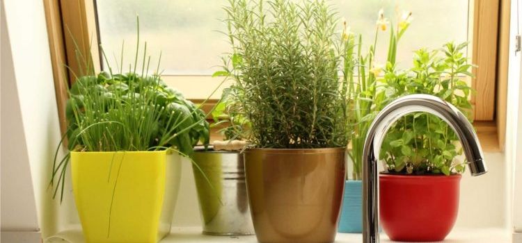 modelo mini-horta em vasinhos