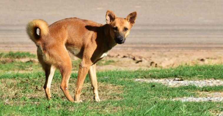 misturinha para cachorro nao fazer coco na calçada