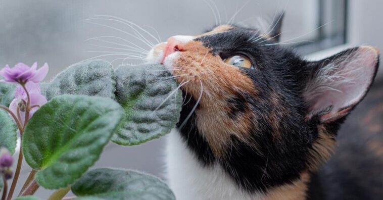 misturinhas para afastar gatos cães e insetos