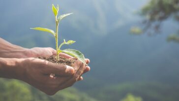 mitos e verdades sobre jardinagem