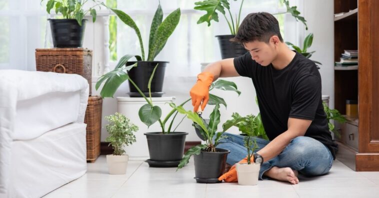 mitos sobre plantas e jardinagem