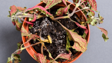 mofo na terra do vaso