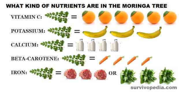 moringa-nutrientes