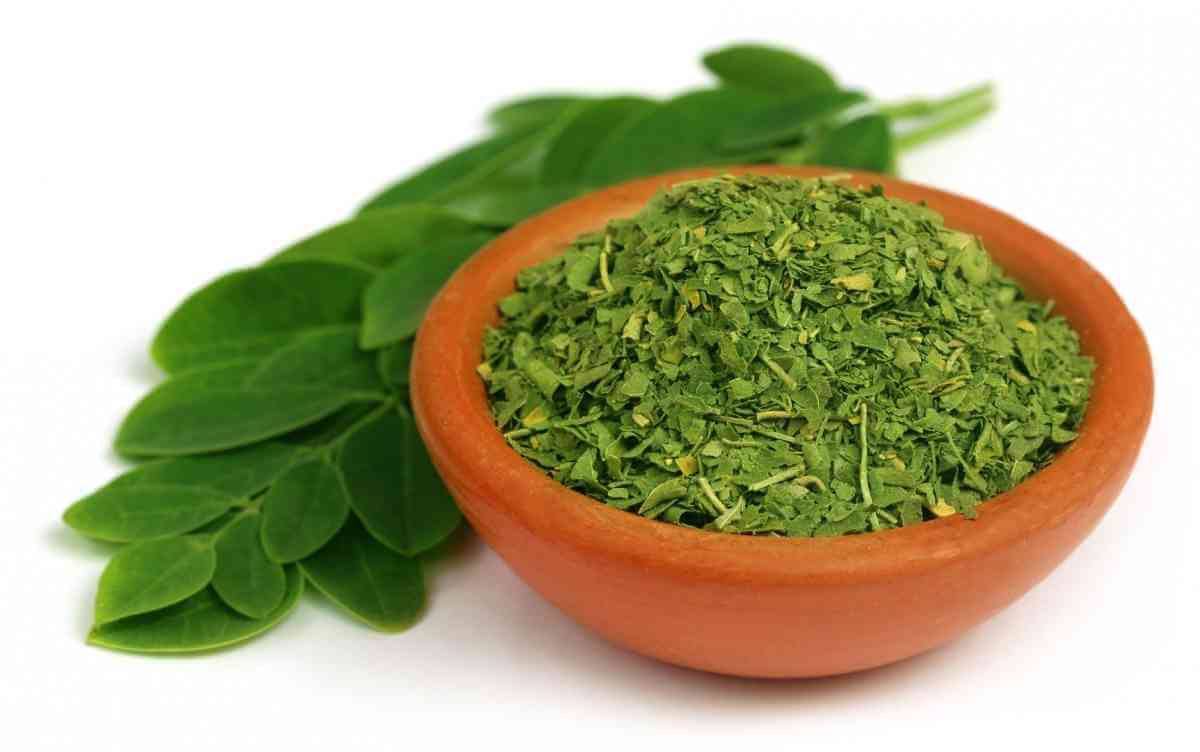 moringa-planta-cura-remedio