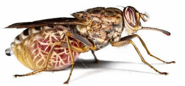 insetos perigosos mundo mosca tsé-tsé