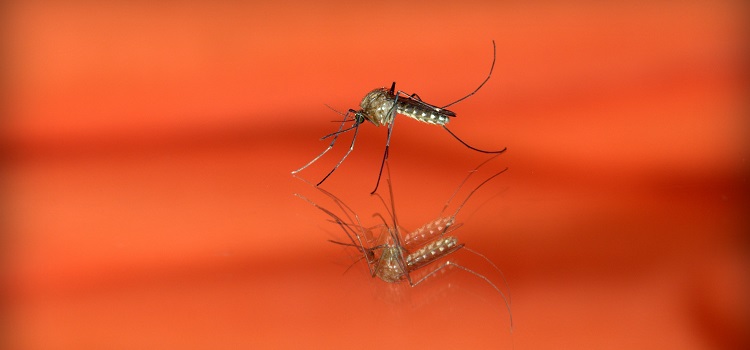 mosquito - fatos curiosos
