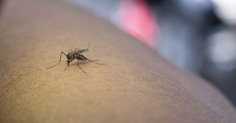 mosquito passa covid-19