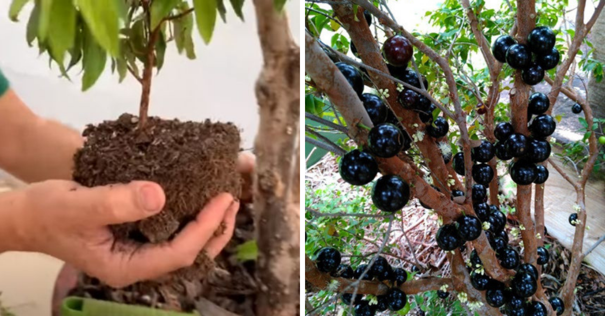 Como fazer muda de jabuticabeira passo a passo Como fazer muda de jabuticabeira passo a passo