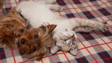 mudanças grandes e pequenas para pets ficarem confortáveis