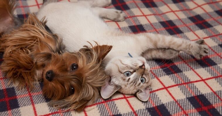 mudanças grandes e pequenas para pets ficarem confortáveis