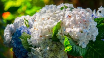 mudar cor da hortênsia