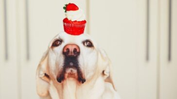 muffin para cachorro