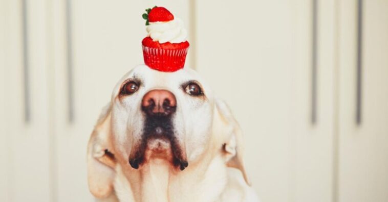 muffin para cachorro