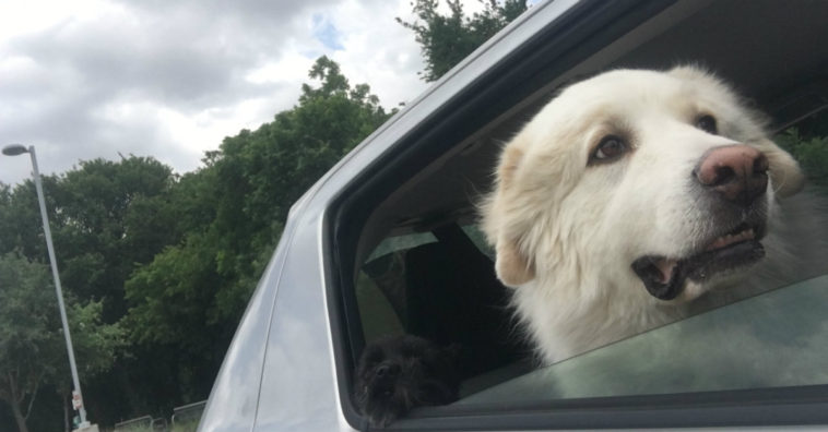 mulher é punida por deixar cachorro trancado no carro