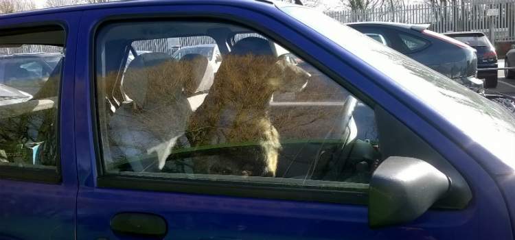 mulher é punida por deixar cachorro trancado no carro entenda