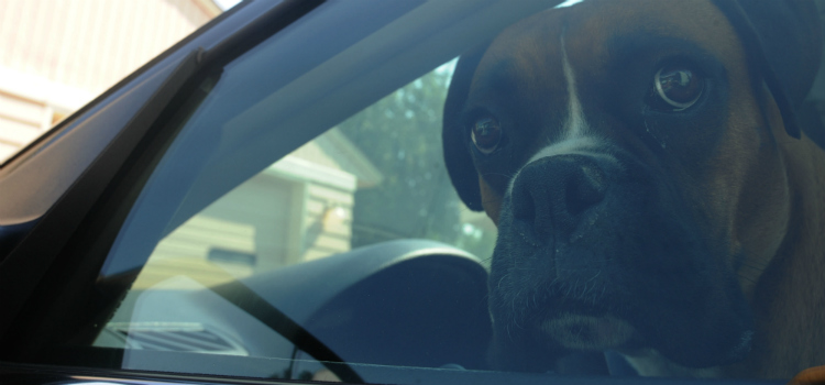 mulher é punida por deixar cachorro trancado no carro história