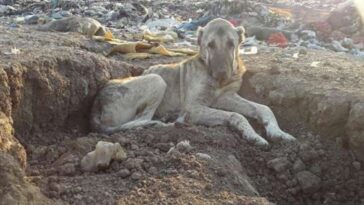 mulher ajuda a resgatar cão de lixão na turquia