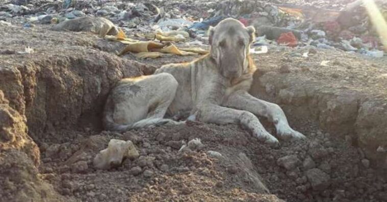 mulher ajuda a resgatar cão de lixão na turquia