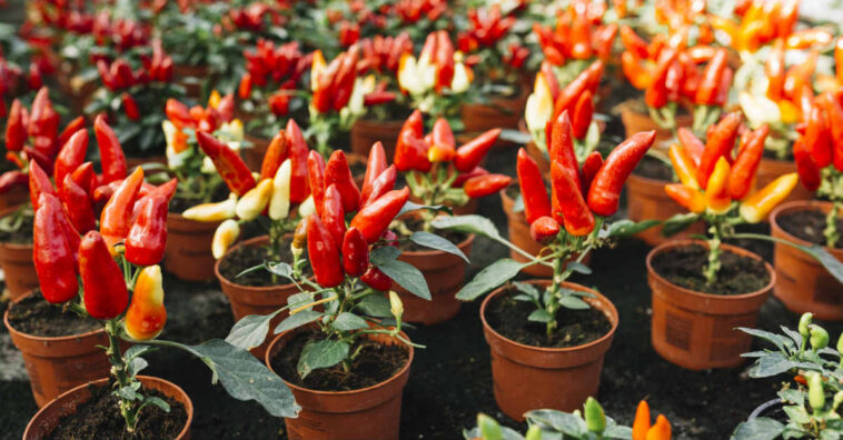 não deixar uma pimenteira morrer