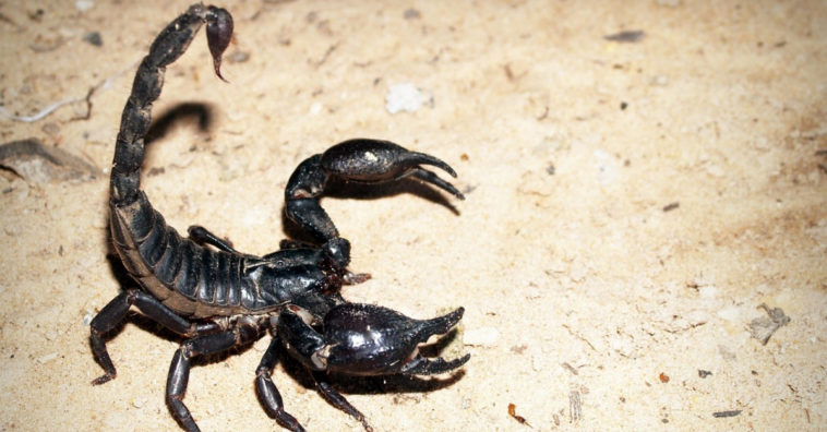 naftalina afasta escorpião