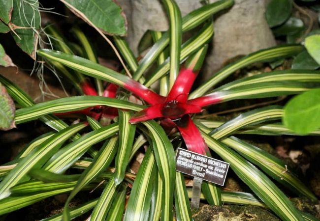 plantas de sombra neoregelia