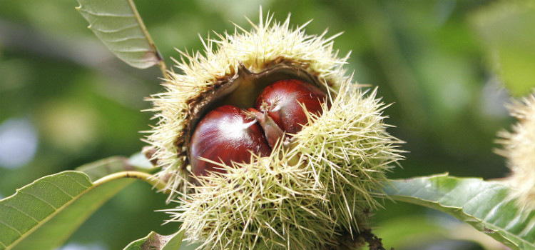 nozes mais saudáveis faia