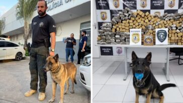 cão policial