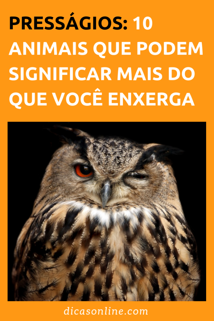Os animais que representam presságios