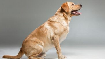 obesidade em cachorros