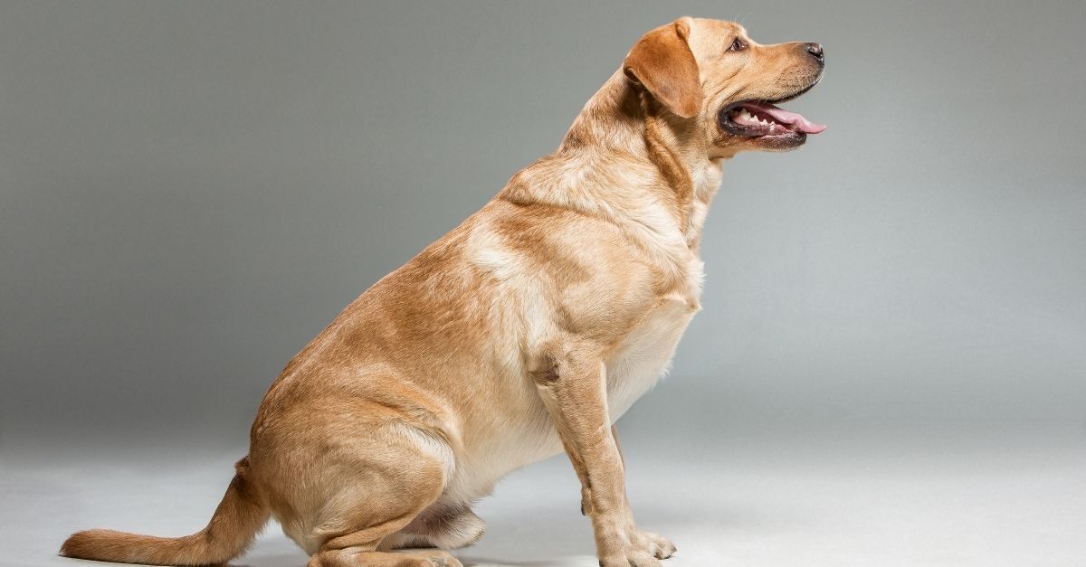 obesidade em cachorros