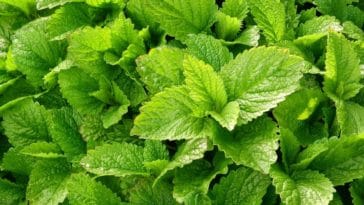 óleo essencial de melissa