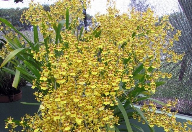 onde plantar a orquídea chuva de ouro
