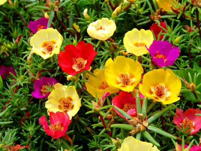 Flor onze-horas: aprenda como plantar e cuidar dessa planta