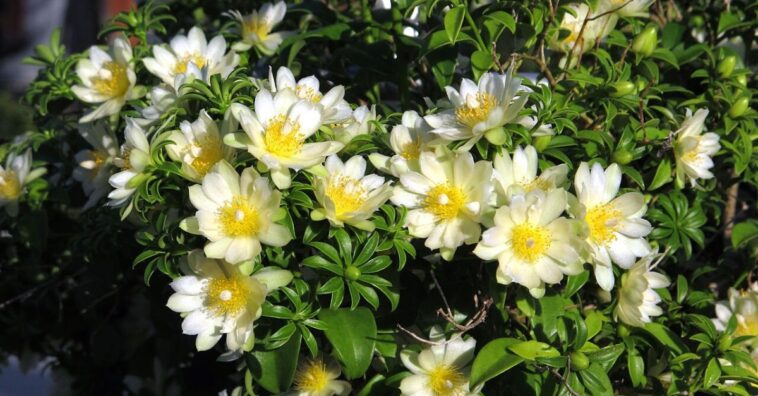 ora-pro-nóbis receitas