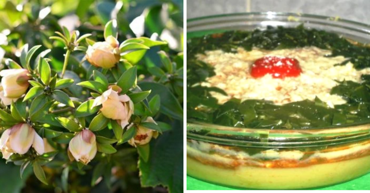 Orapronóbis receitas saudáveis para aproveitar essa planta