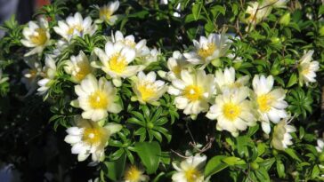 ora-pro-nóbis receitas