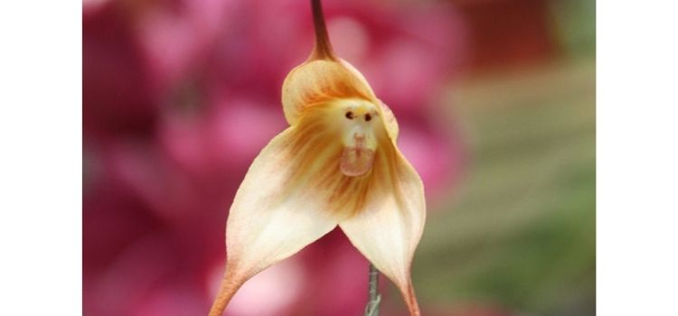 Orquídeas Drácula: conheça a flor que parece um rostinho de macaco