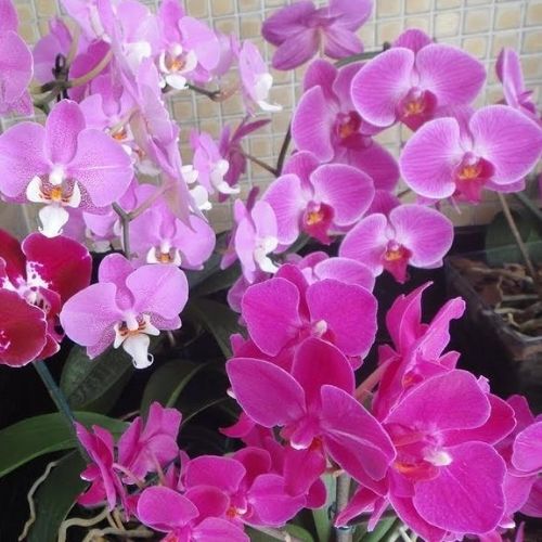 plantas que gostam de ar condicionado orquídea