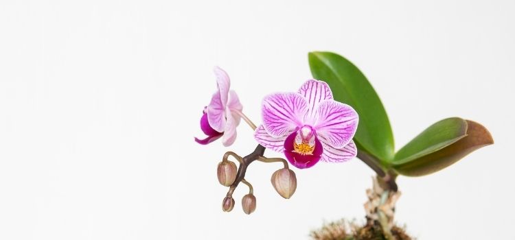 fazer mudas de orquídea