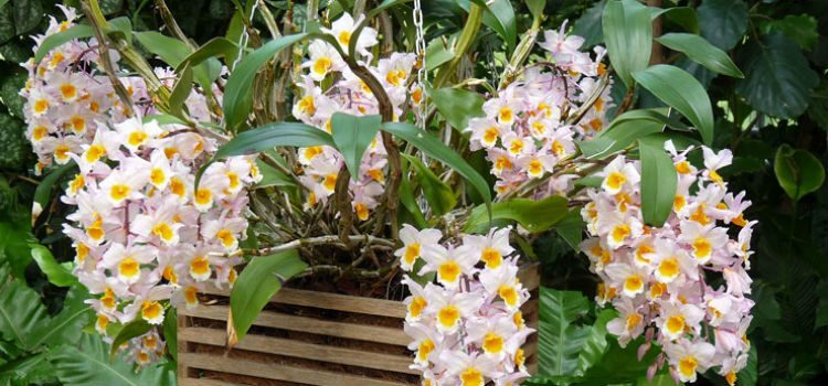 orquídea Dendrobium rosa