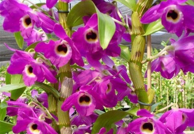 luz para orquídea olho-de-boneca