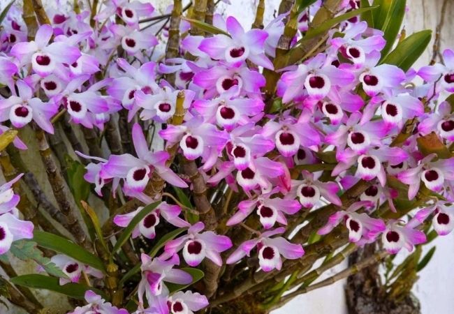 orquídea olho-de-boneca com manchas