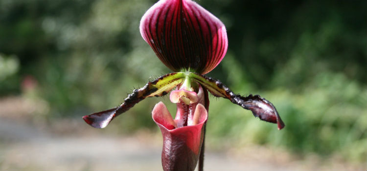 orquídea Paphiopedilum