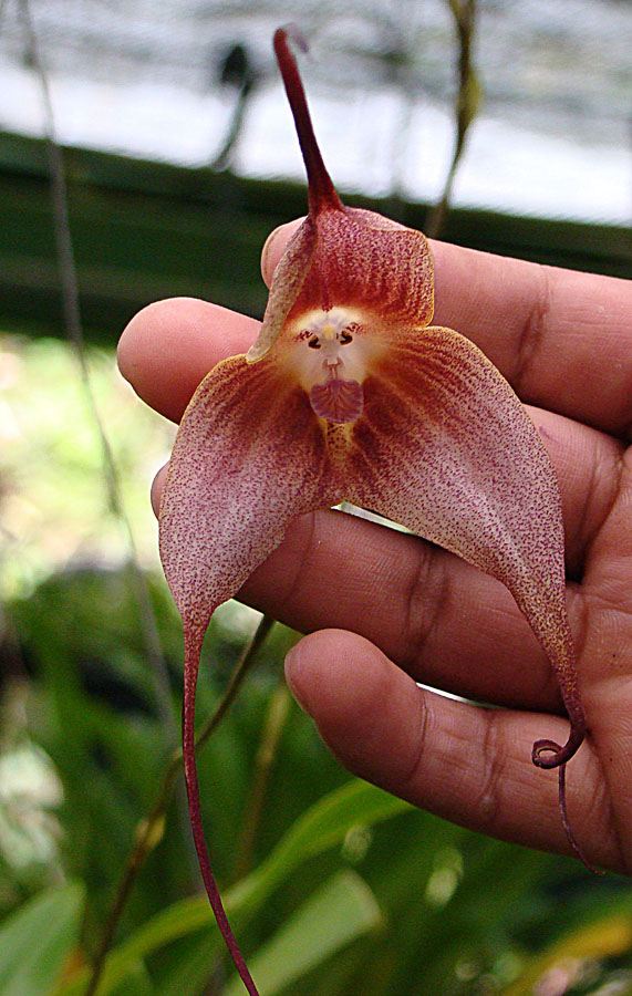 orquídea rara monkey face