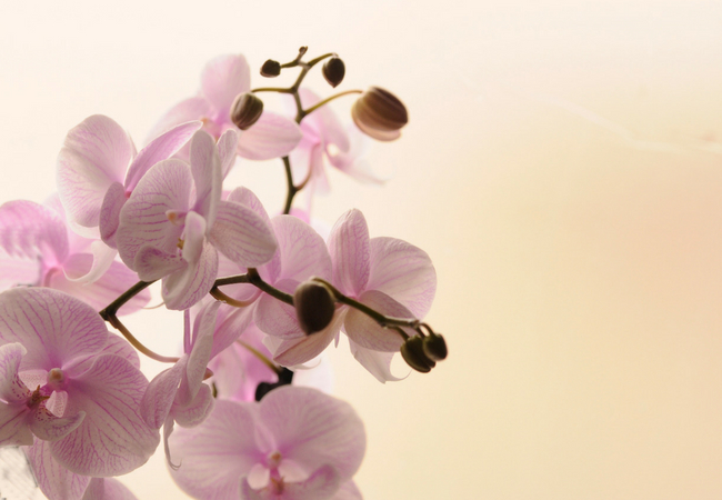 como adubar orquídea rosa