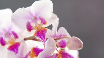 quais são as orquídeas cheirosas