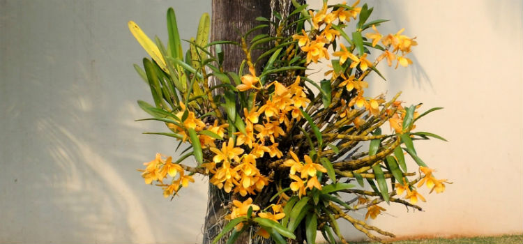 orquídeas de exterior