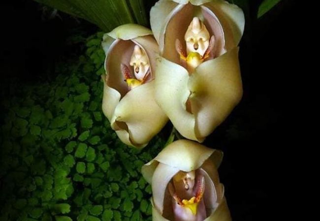 orquídea bebê no berço cuidados