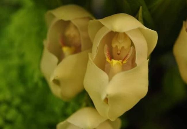 orquídea bebê no berço fotos