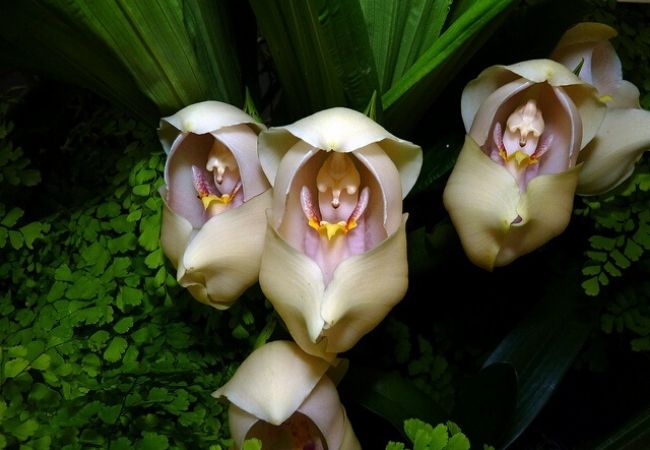 orquídea bebê no berço cuidar